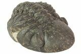 Partially Enrolled Reedops Trilobite - Atchana, Morocco #67039-3